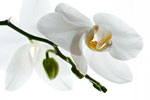 Weiße Orchidee · NID014