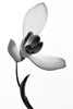 Schneegloeckchen in schwarz/weiß · NID057