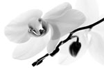 Orchidee in schwarz/weiß · NID059
